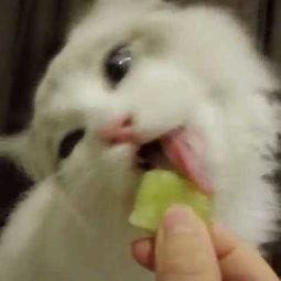 吃瓜少女猫娱乐,揭秘娱乐圈幕后故事